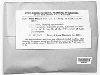 Poria stellae image